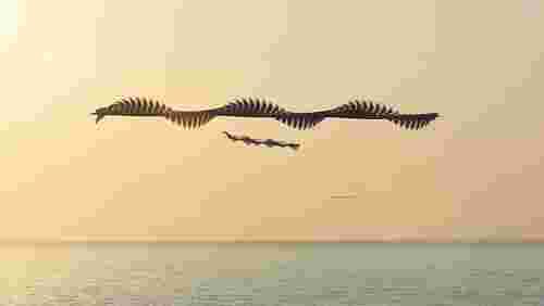 Xavi Bou Airborn Birds Chronophotography