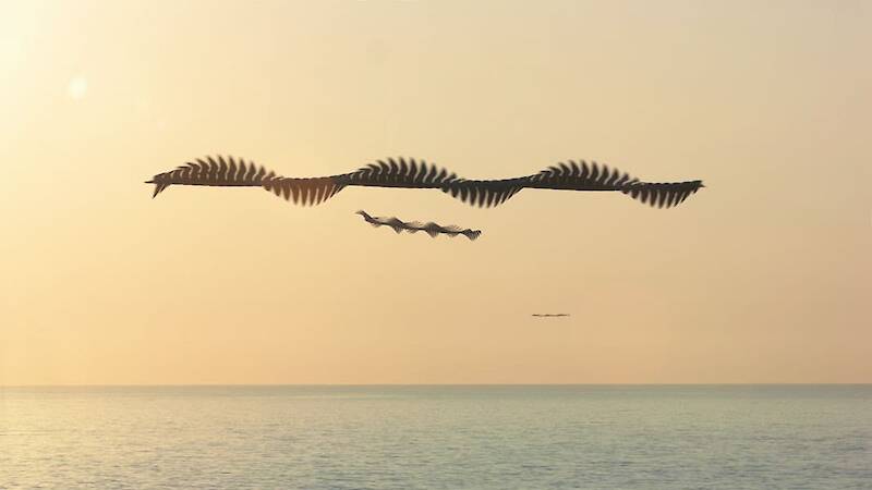 Xavi Bou Airborn Birds Chronophotography