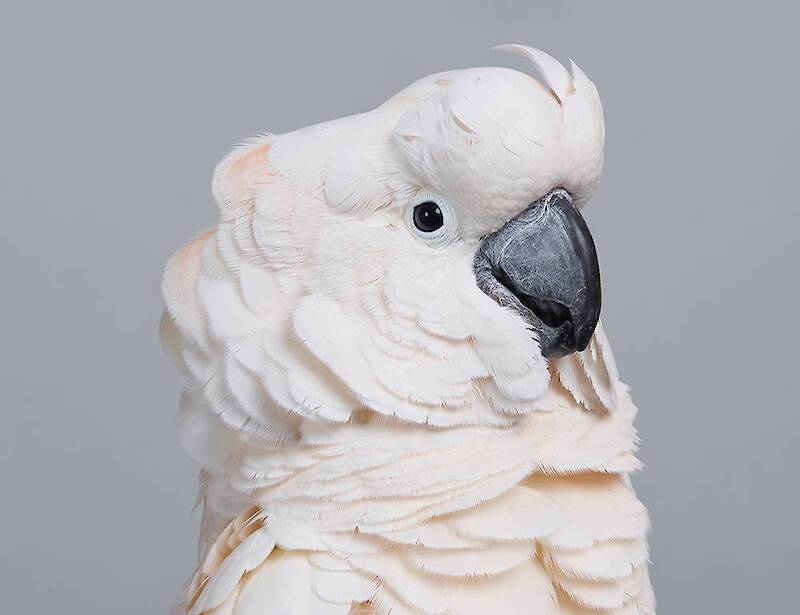 Leila Jeffreys Bird Portraits