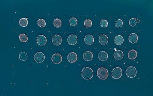 Aerial Views of Fish Farms Captured by Bernhard Lang