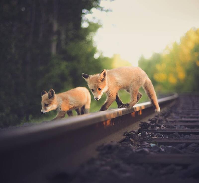 Forest Creatures Photographed by Konsta Punkka