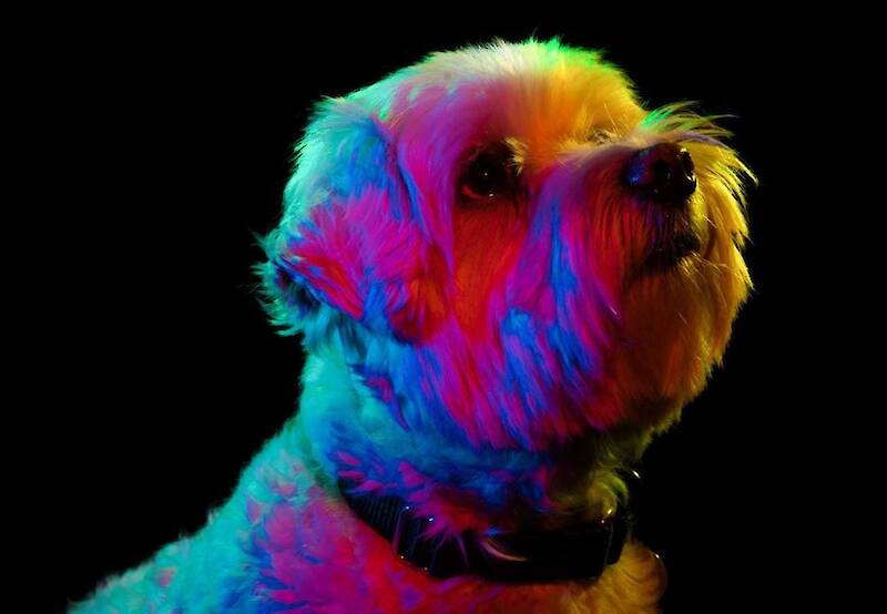 Colorful Portraits of Adoptable Dogs by Paul Octavious