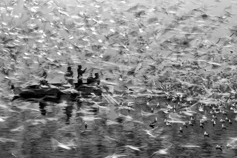 Seagulls in Delhi by Navin Vatsa