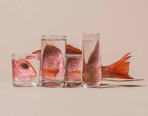Distorted Food Photographs by Suzanne Saroff