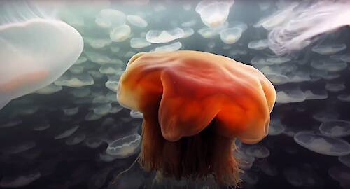 A Jellyfish Explosion, Alaska's Deadliest