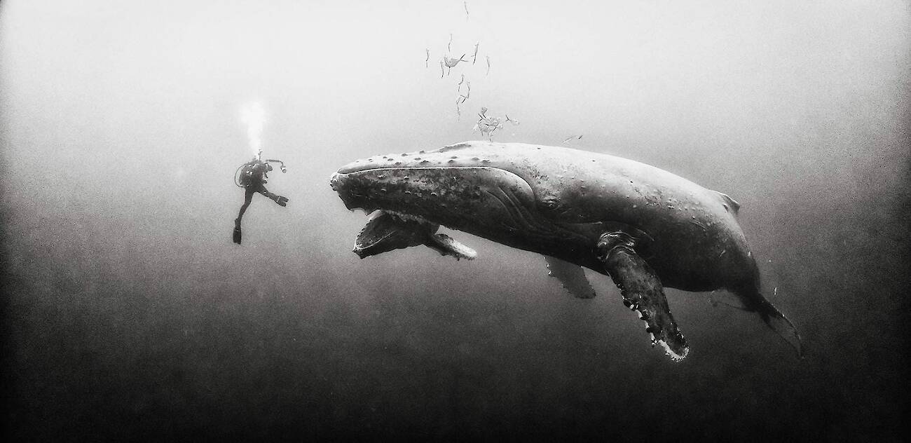Anuar Patjane Floriuk, Underwater Realm