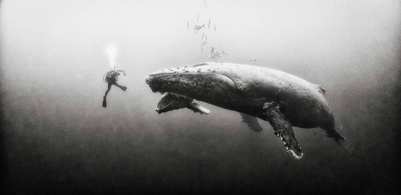 Anuar Patjane Floriuk, Underwater Realm
