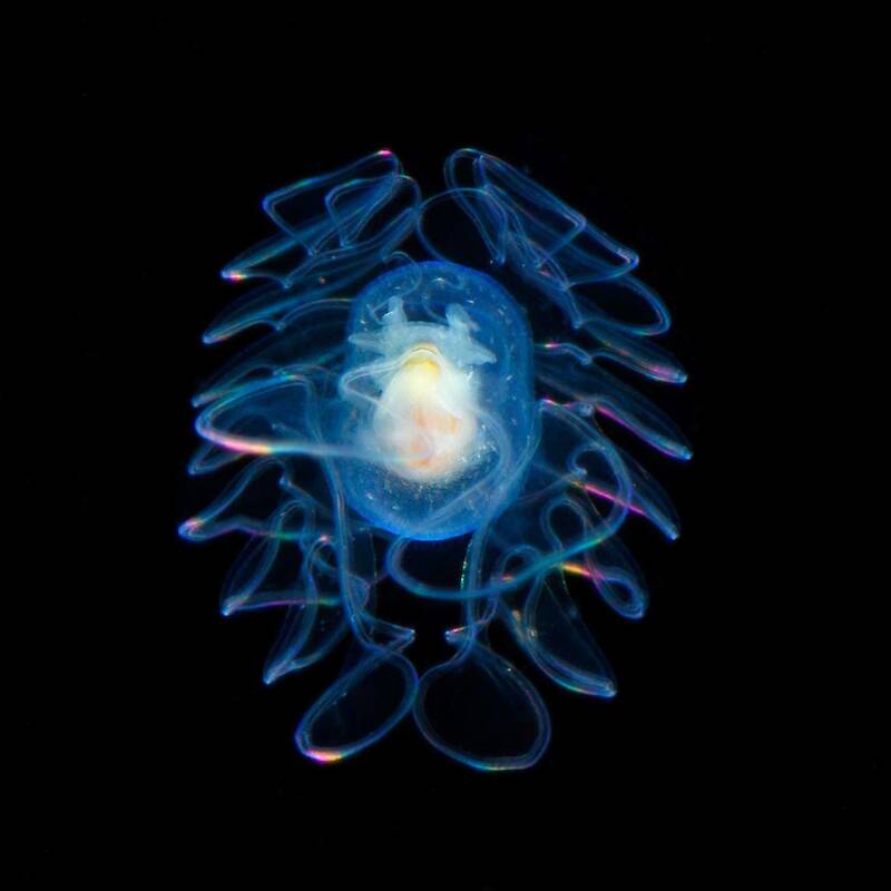 Ryo Minemizu, Underwater Photography