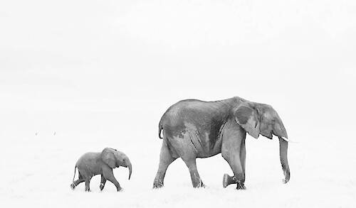 Anup Shah, Hush Series