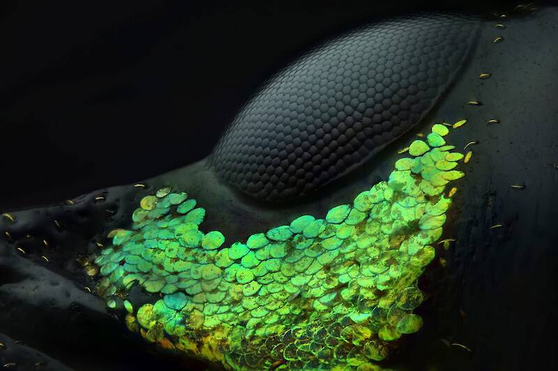 2018 Nikon Small World Photomicrography