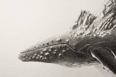 Mateo Pizarro, Bestiary of improbable animals III