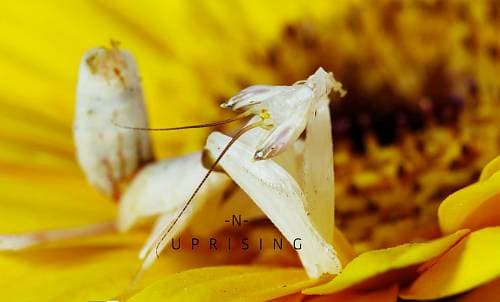 Thomas Blanchard "-N- Uprising"