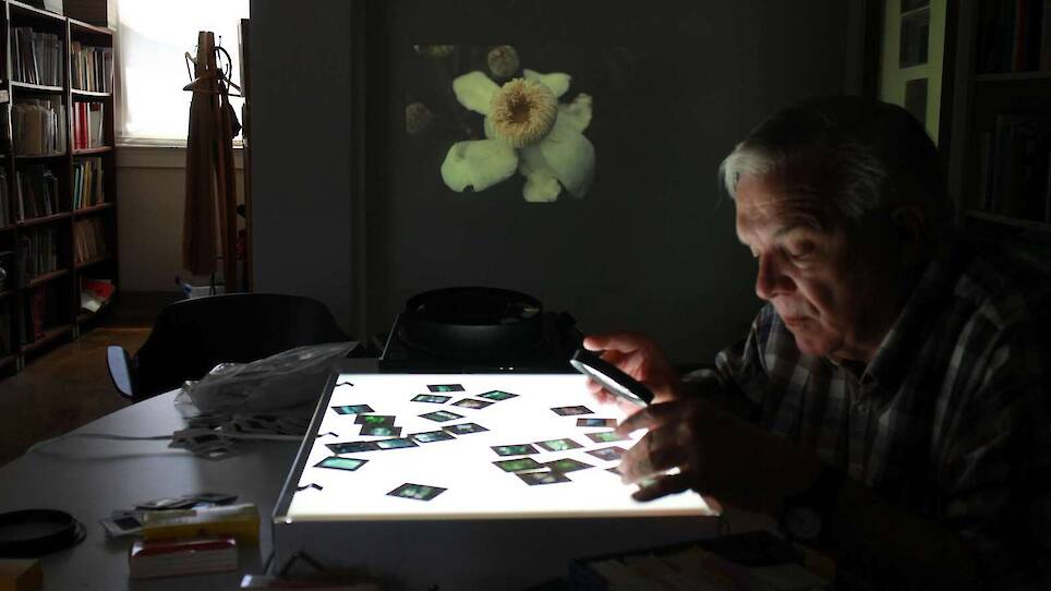 What Can Architectural Practice Learn From Botany?