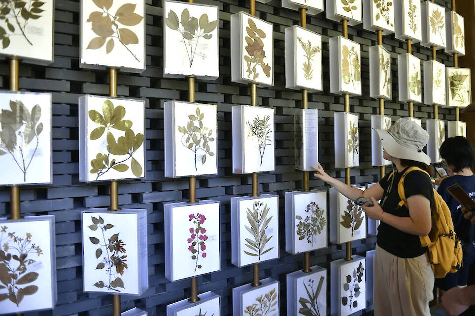 What Can Architectural Practice Learn From Botany?
