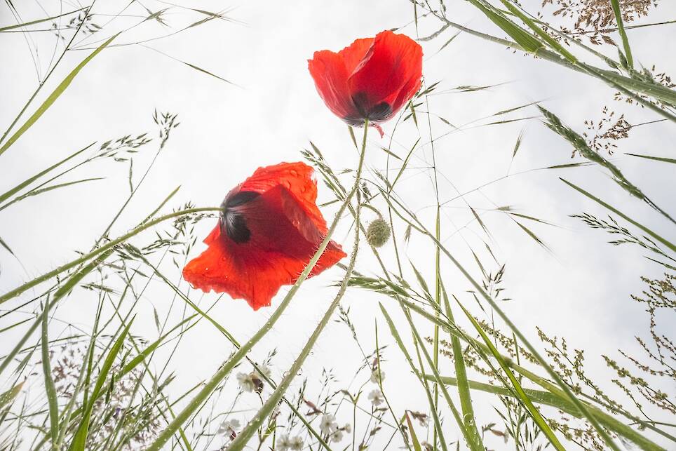 Theo Bosboom Takes a Bug’s-Eye View in His Perspective-Shifting ‘Flowerscapes’