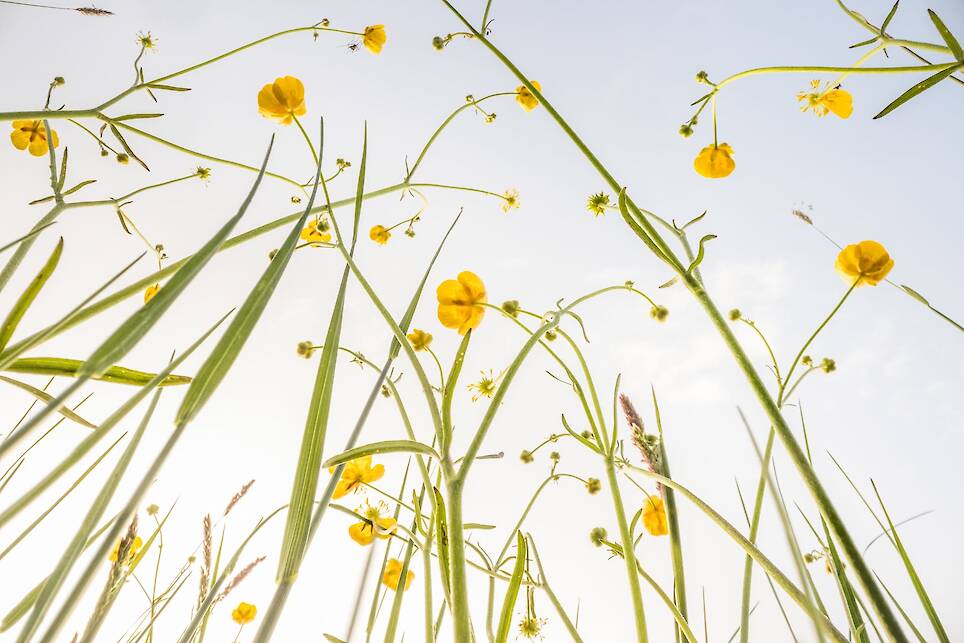 Theo Bosboom Takes a Bug’s-Eye View in His Perspective-Shifting ‘Flowerscapes’