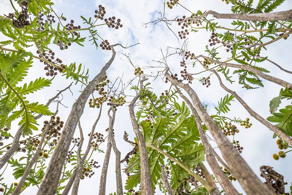 Theo Bosboom Takes a Bug’s-Eye View in His Perspective-Shifting ‘Flowerscapes’