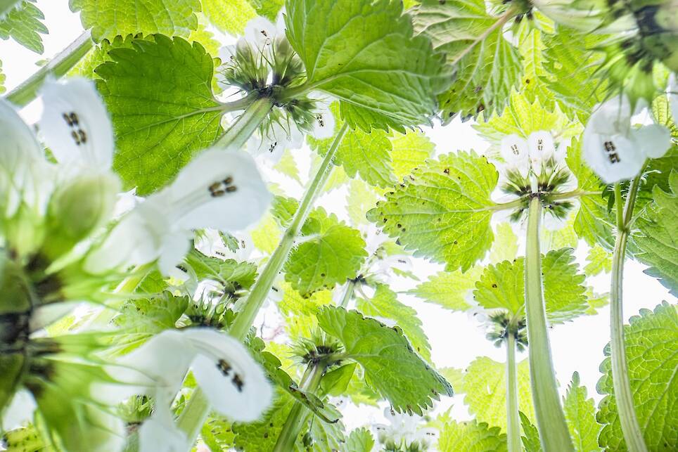 Theo Bosboom Takes a Bug’s-Eye View in His Perspective-Shifting ‘Flowerscapes’