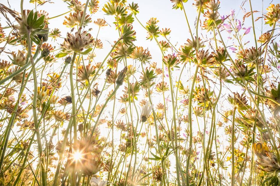 Theo Bosboom Takes a Bug’s-Eye View in His Perspective-Shifting ‘Flowerscapes’