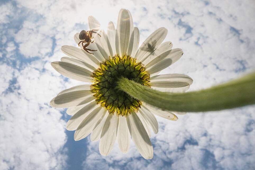 Theo Bosboom Takes a Bug’s-Eye View in His Perspective-Shifting ‘Flowerscapes’