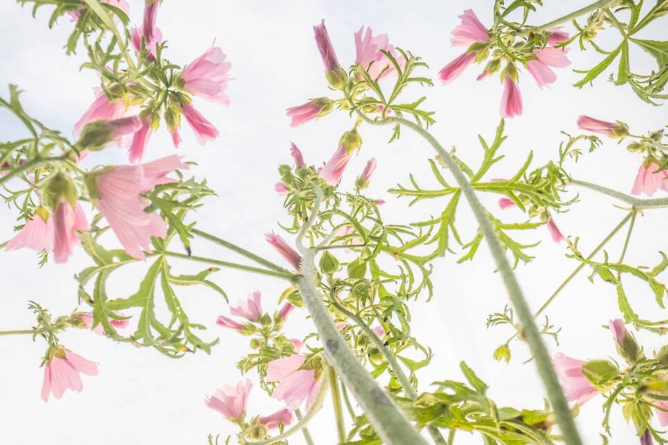 Theo Bosboom Takes a Bug’s-Eye View in His Perspective-Shifting ‘Flowerscapes’