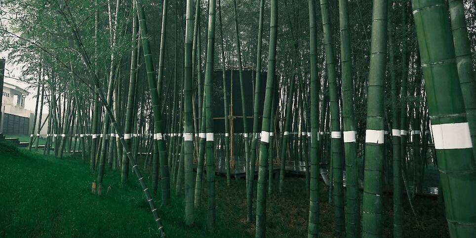 A black fabric veil hovers within a raw bamboo matrix in hubei’s dense grove