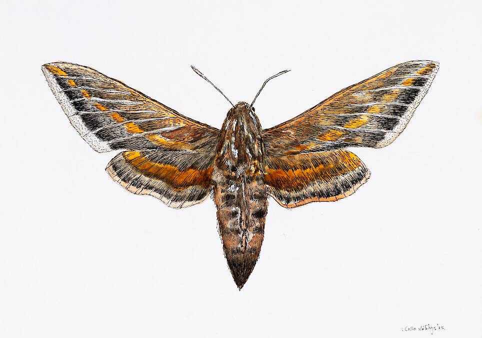 Collin van der Sluijs’ ‘Wanderland’ Imagines a Vast Ecosystem Encompass the Momentous and...