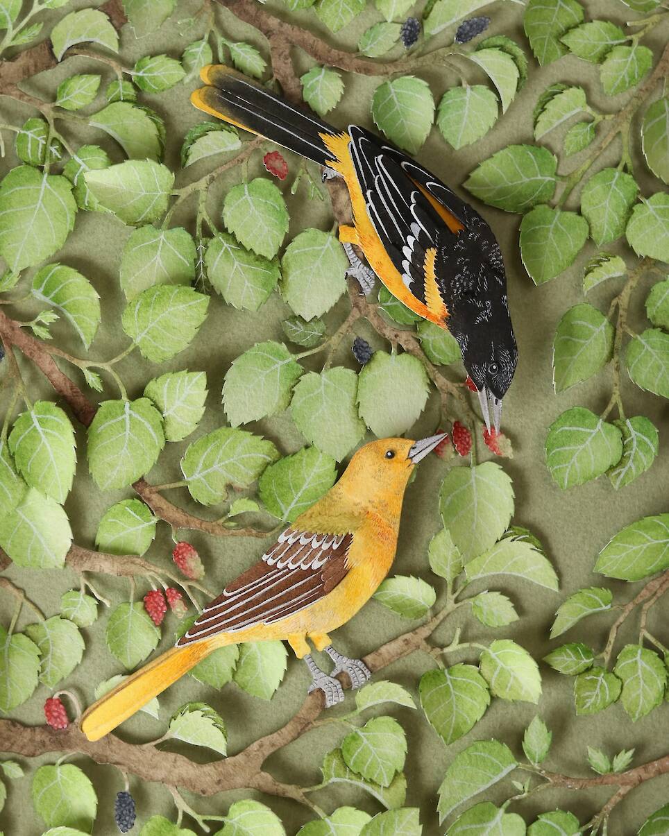 “Baltimore Oriole”