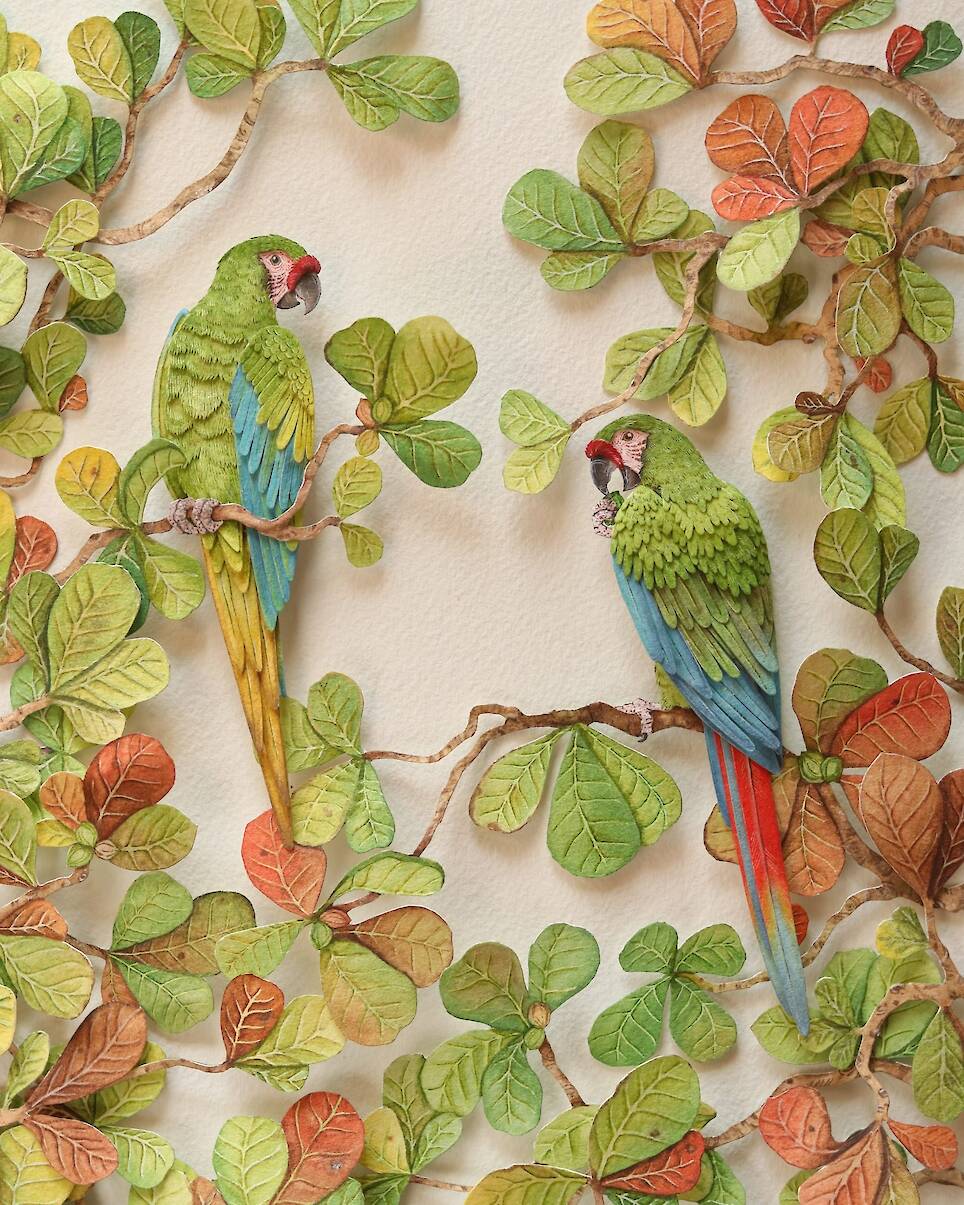 “Great Green Macaws”