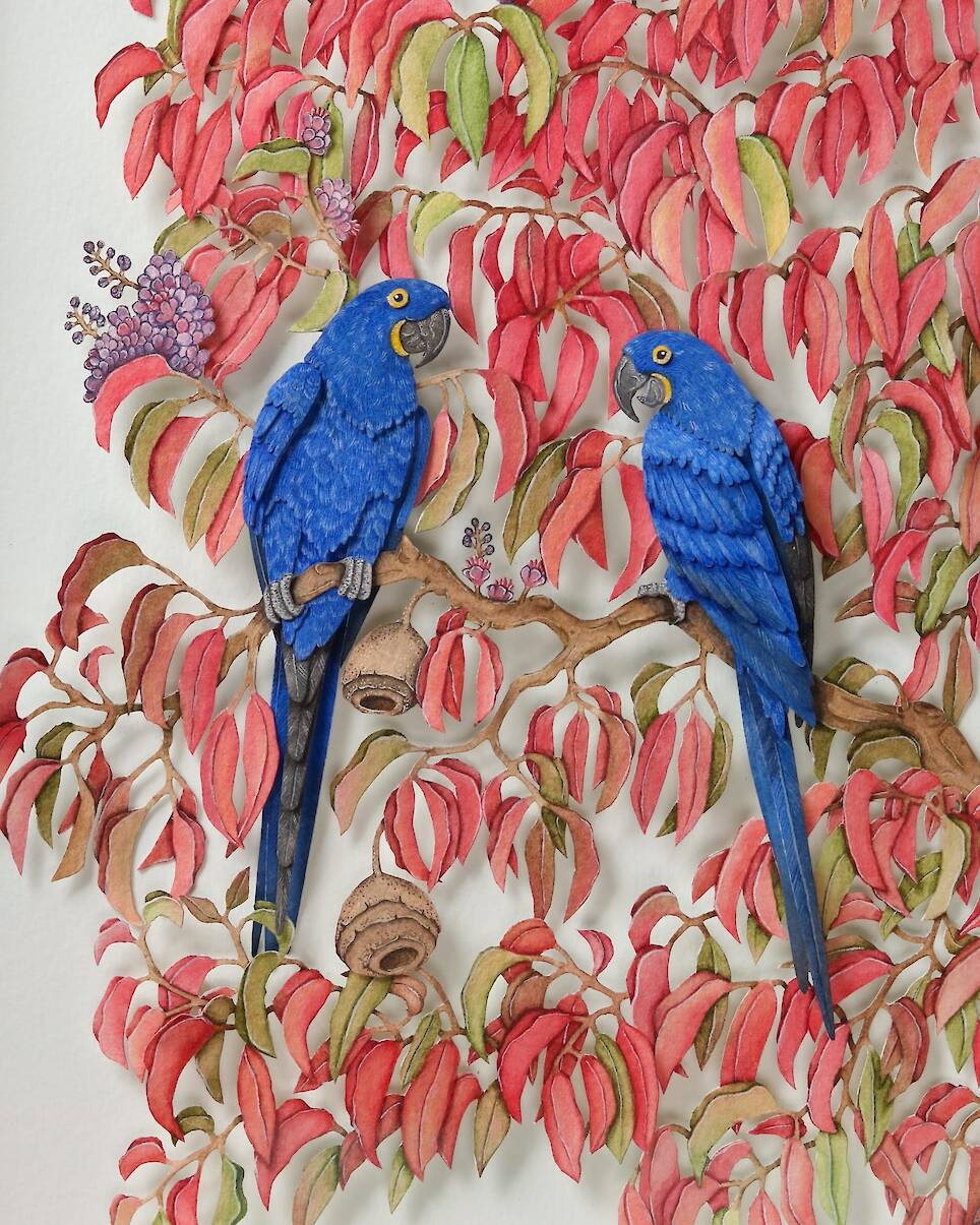 “Hyacinth Macaw”