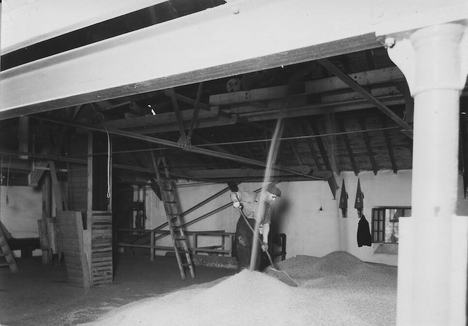<p>Barley arrives on The Balvenie Home Malting Floor</p>