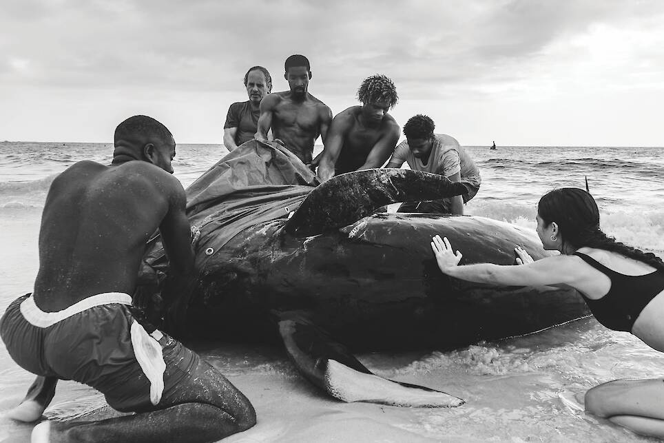 Rui Filipe Cardoso Duarte, winner of the Human Connection category. Volunteers, surfers, lifeguards, and conservation groups in Boa Vista, Cape Verde, work together to re-float