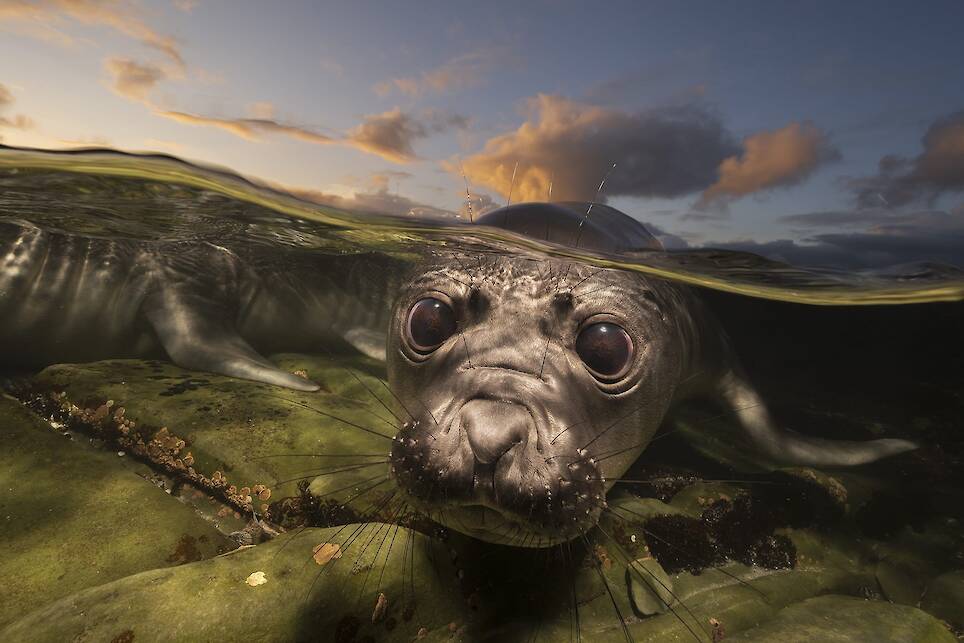Matty Smith, finalist in the Wildlife category. Southern elephant seal pups explore shallow rock pools on Sea Lion Island in the Falkland Islands, testng their first movements i