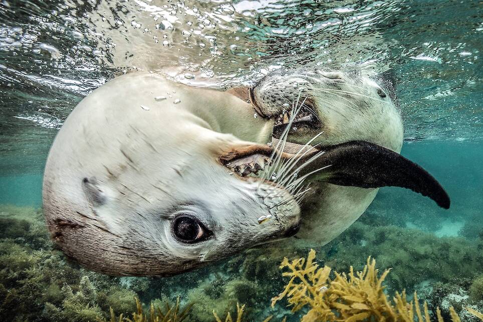 Jenny Stock, winner of the Female Fifty Fathoms Award. In Western Australia’s Jurien Bay Marine Park, curious sea lion pups approached the photographer in the water