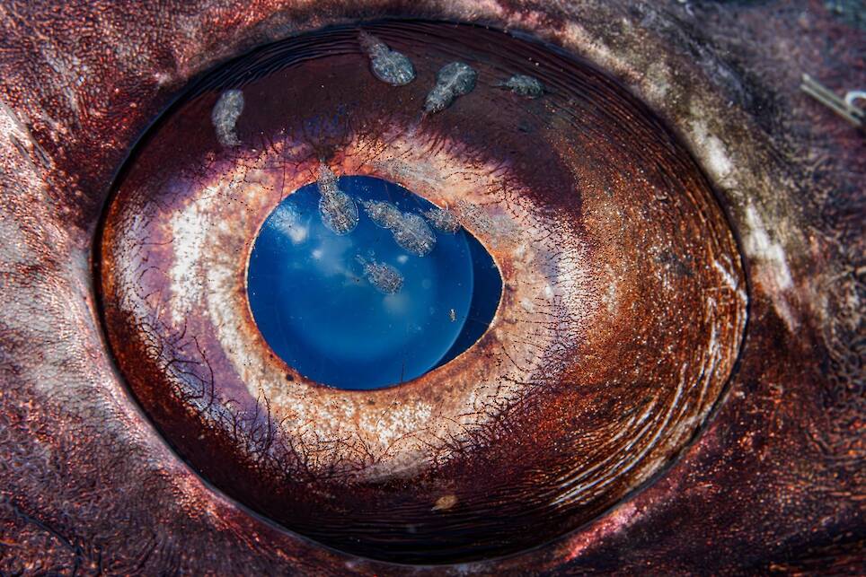 Steven Lopez. A close view of a giant black sea bass reveals many parasitic copepods clustered around its eye in a Catalina Island kelp forest, Southern California