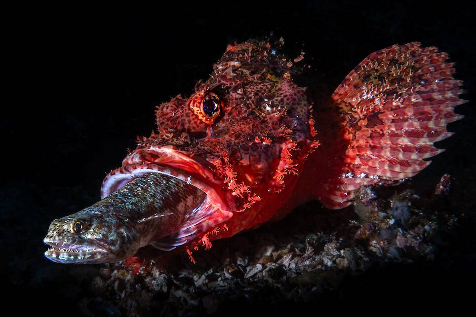 Andrea Michelutti, finalist in the Wildlife category. A scorpionfish consumes a lizardfish in a moment of hunting behavior near Anilao, Philippines, revealing the constant balan
