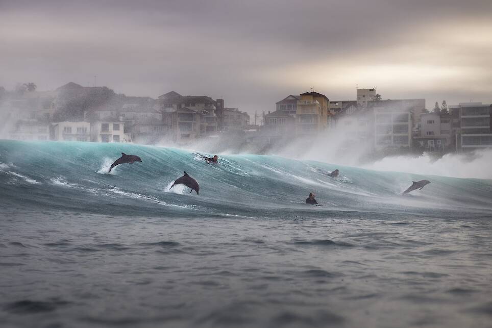 Gergo Rugli, winner of the Adventure category. Dolphins ride the waves alongside surfers at Tamarama Beach, Sydney, during a powerful swell and offshore winds
