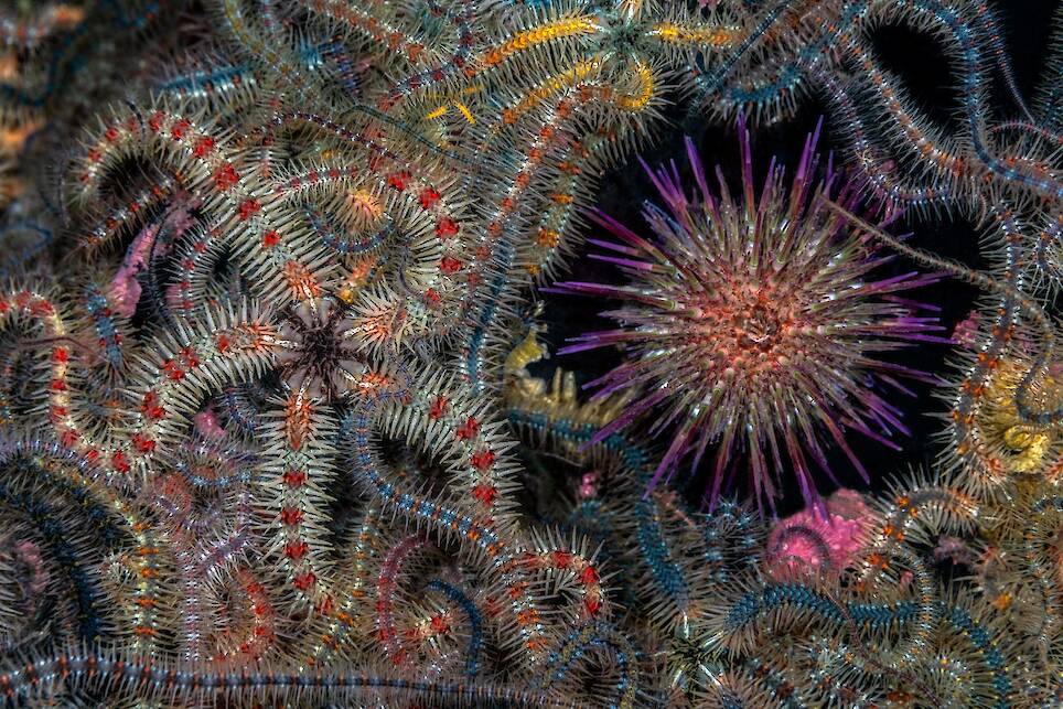 Jenny Stock, winner of the Female Fifty Fathoms Award. During a dusk dive in a Scottish sea loch, a torch reveals thousands of brittle stars covering the seabed