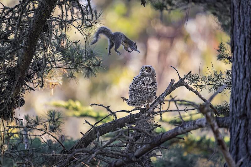 Wild Hijinx and Hilarious Happenstance Reign in the 2026 Comedy Wildlife Awards