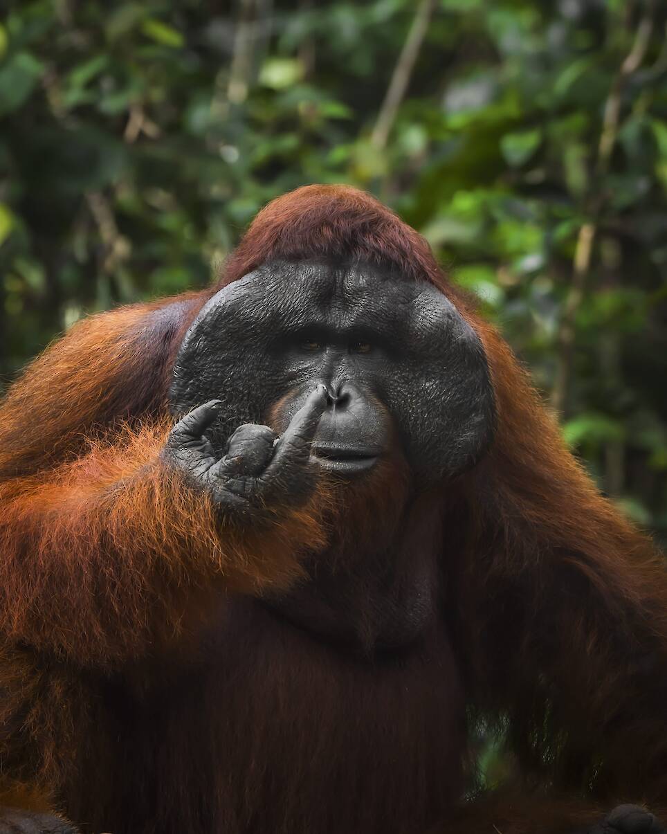Tanner Mansell, “Spicy Orangutan”