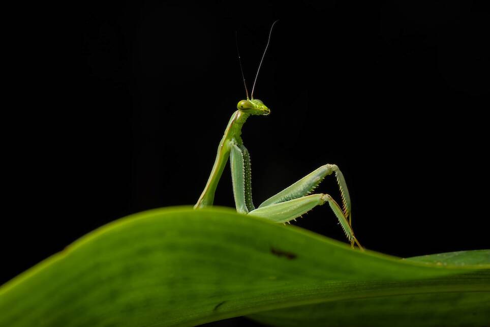 Diego Perez, “Sexy Mantis”