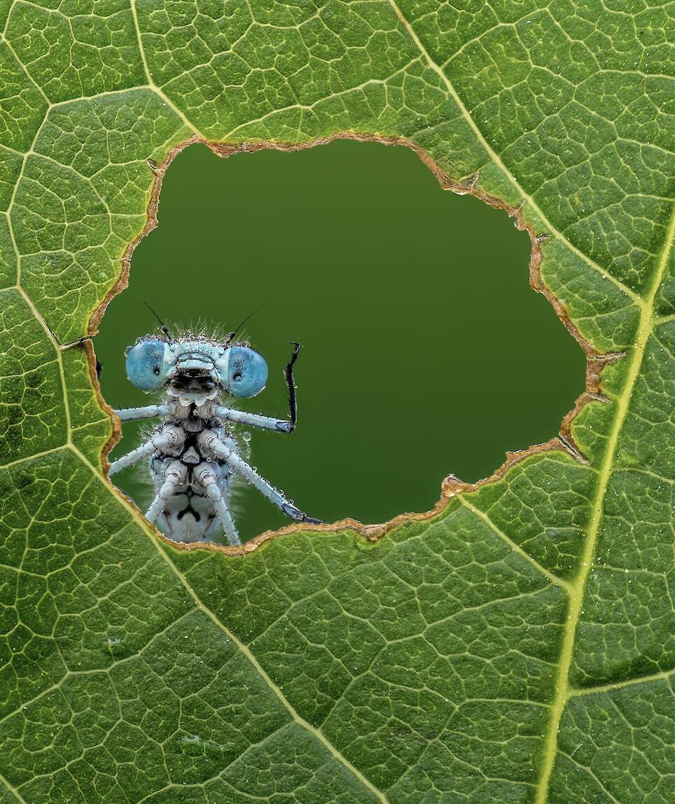 Lee Frost, “Nature’s Window”