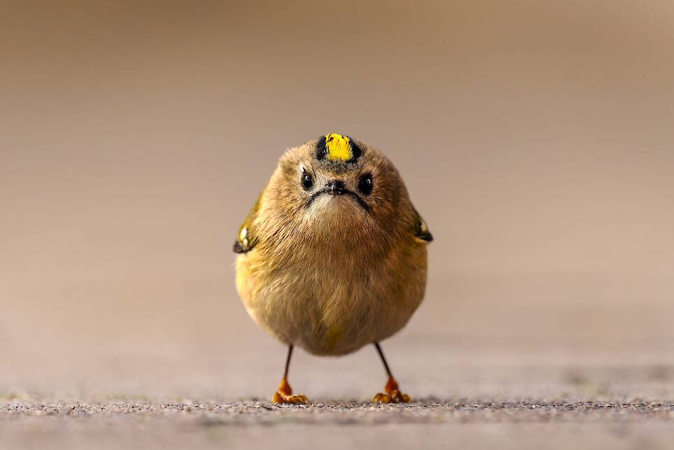 Jan Wittmer, “Angry Bird”